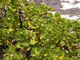 Image result for Scaevola