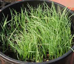 Image result for Poa schimperiana