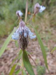 Image result for Coleus kapatensis