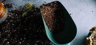 You can do it before a month of spring blooming. What Is The Best Soil For Fruit Trees How To Plant A Fruit Tree At Home