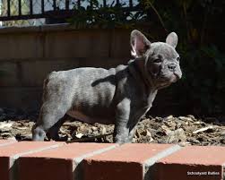 Locations in delaware and south carolina. Schoolyard Bullies Southern California English And French Bulldog Breeders