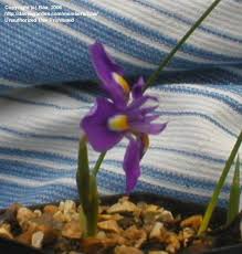 Image result for Moraea natalensis