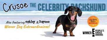 Yes they are both the same dog. Crusoe The Celebrity Dachshund Home Facebook