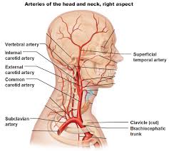 Spinous process of the axis. Blood Vessels