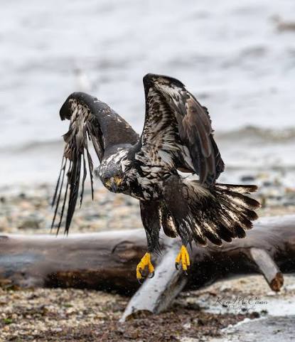 Juvenile bald eagle at Mission Point today 2026-01-12.