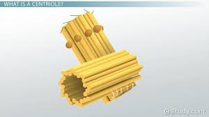 Maybe you would like to learn more about one of these? Do Plant Cells Have Centrioles Study Com