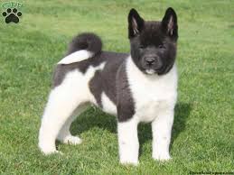 Akita breeder, akita puppies for sale, american akitas large bone, 35 years of top quality breeding, many akita champions and beautiful puppies. Leo Akita Puppy For Sale In Narvon Pa Akita Puppies Akita Puppies For Sale Puppies
