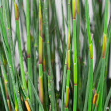 Image result for Oropetium capense