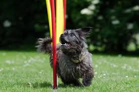 Die fitness ihres hundes, und ein stück weit auch ihre eigene. Agility Set Hunde Io