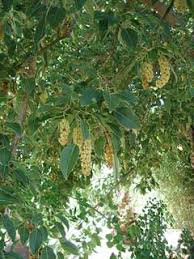 Image result for Phytolacca dioica
