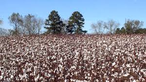 Cotton Fields Highwaymen 1962 Youtube
