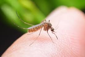 We did not find results for: Kenali Karakter Nyamuk Aedes Aegypti Dan Cara Menghindarinya