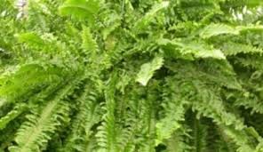 Image result for ledviník