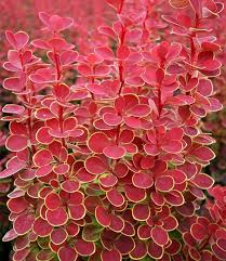 Berberitze Orange Sunrise 1a Pflanzen Baldur Garten In 2020 Pflanzen Berberitze Garten Pflanzen