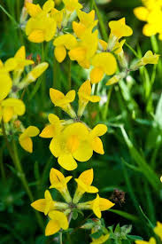 Jun 29, 2012 · the plant can grow up to 40 feet tall and bears drooping, yellowish scented flowers. Common Bird S Foot Trefoil Alan Buckingham Trees To Plant Flowers Nature Common Birds