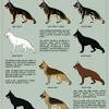 Dogs & puppies for sale. Https Encrypted Tbn0 Gstatic Com Images Q Tbn And9gcrgxyq5pa6ngmqgq0r15zcfapupw4cirxclh8uiwyxkoc Busie Usqp Cau