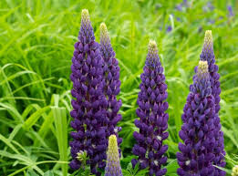 This plant will seed very quickly, so make sure you keep it cut back so it doesn't overtake your garden. 100 Stunning Purple Flowers Types And Growing Tips Petal Republic