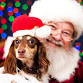 Pet Night with Santa event image