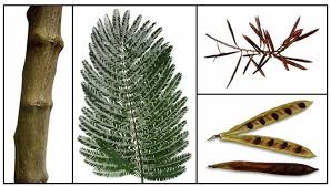 Image result for Parkia