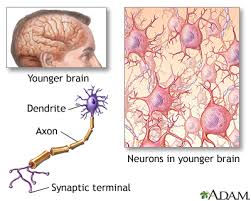 It is the center of consciousness and also controls all voluntary and involuntary movement and as a species, humans have evolved a complex nervous system and brain over millions of years. Brain And Nervous System Medlineplus Medical Encyclopedia Image