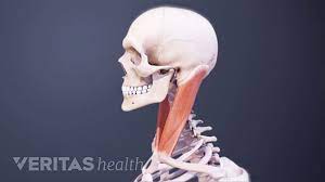 That's the first bone of the shoulder girdle: Neck Muscles And Other Soft Tissues