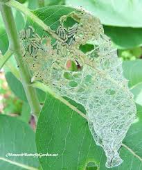 Stop Milkweed Pests From Ruining Milkweed For Monarchs Monarch Butterfly Garden Butterfly Plants Milkweed