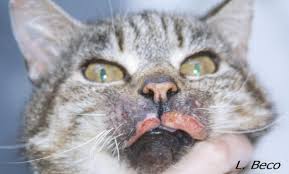 Image result for Feline Miliary Dermatitis