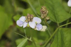 Image result for Psophocarpus lancifolius