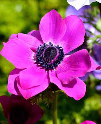 Anemone De Caen Sylphide Anemone Deer Resistant Flowers Bulb Flowers