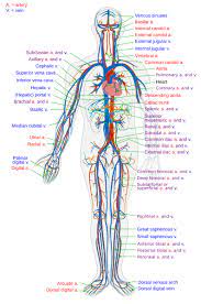 Trace the pathway of oxygenated figure 8. File Circulatory System En Svg Wikimedia Commons