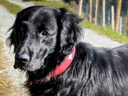 Flat Coated Retriever Dog Breed Information Pictures