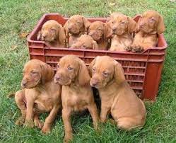 The wirehaired vizsla hails from hungary. Vizsla Vizsla Puppies Vizsla Dogs Vizsla