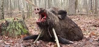 420€/jour x 3 jours de chasse = 1 260€ / séjour * groupe de 15 chasseurs : Battues Hivernales En Hongrie Chassons Com