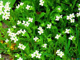 Glory of the snow flowers are a bright violet color with a an inconspicuous white centre and bright yellow stamens. White Flowers Image Little White Flowers And Grass Images Flower 52474 Torange Biz Free Pics On Cc By License