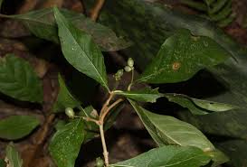 Image result for Chazaliella abrupta