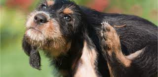 5 Signs Your Dog Has Food Allergies Canine Campus Dog Daycare Boarding