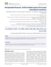 Image result for Poa leptoclada