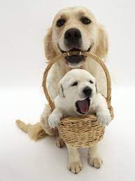 Domestic Dog Canis Familiaris Carrying Puppy In Basket Photographic Print Jane Burton Allposters Com