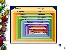 Classification Ppt Video Online Download