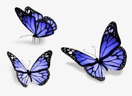 ثلاث فراشات Purple Butterfly Wallpaper Purple Butterfly Butterfly Clip Art