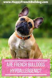 Are french bulldogs hypoallergenic dogs? Are French Bulldogs Hypoallergenic French Bulldog Cute French Bulldog Bulldog Training