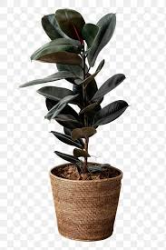 Rubber Plant In A Wicker Pot Mockup Free Image By Rawpixel Com Oreo Dark In 2020 Rubber Plant Plants Wicker