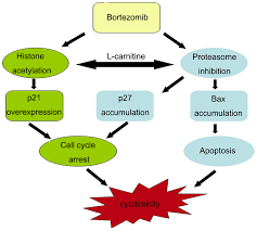 Several groups of proteasome inhibitors typically classified according. Plos One Hdac Inhibitor L Carnitine And Proteasome Inhibitor Bortezomib Synergistically Exert Anti Tumor Activity In Vitro And In Vivo