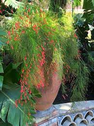 Firecracker Plant Russelia Equisetiformis 1 Plants Etsy Plants Landscaping Plants Live Plants