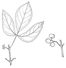 Image result for Rhoicissus revoilii