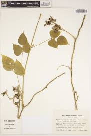 Image result for Rhynchosia congensis