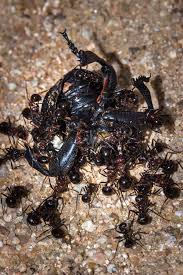 Image result for Cola natalensis