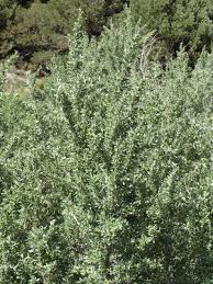 Image result for Xerophyta argentea