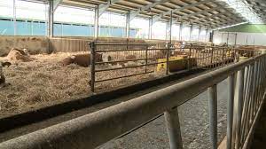 Se impune modificarea sa sau construirea unui nou adapost, in mod corect, tinand cont de nevoile de. Ferma Vaci Lumea Satului