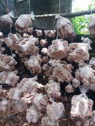 Berikut merupakan cara bagi penghasilan bongkah cendawan. Pembekal Bongkah Cendawan Kukur Kulat Sisir 2019